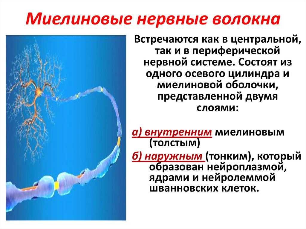 Миелиновая оболочка функции. Основная функция миелиновой оболочки. Миелиновая оболочка периферических нервных волокон. Функции миелиновой оболочки нейрона. Миелиновое волокно в ЦНС.