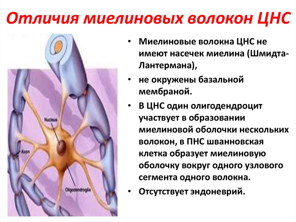 Миелиновая оболочка нервных волокон