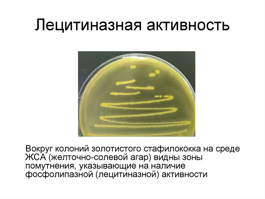 Staphylococcus aureus среда. Колонии золотистого стафилококка на ЖСА. Рост стафилококка ауреус на ЖСА. Рост стафилококка на желточно-солевом агаре (лецитиназа).. Желточно-солевой агар (ЖСА).