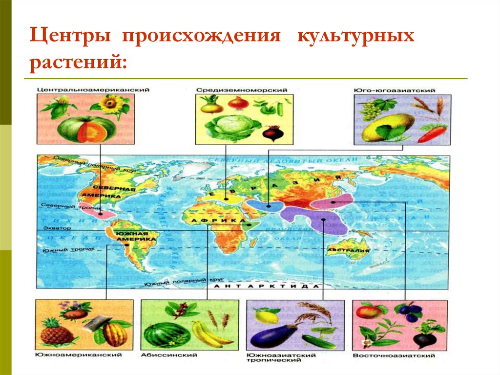 Центры культурных растений презентация