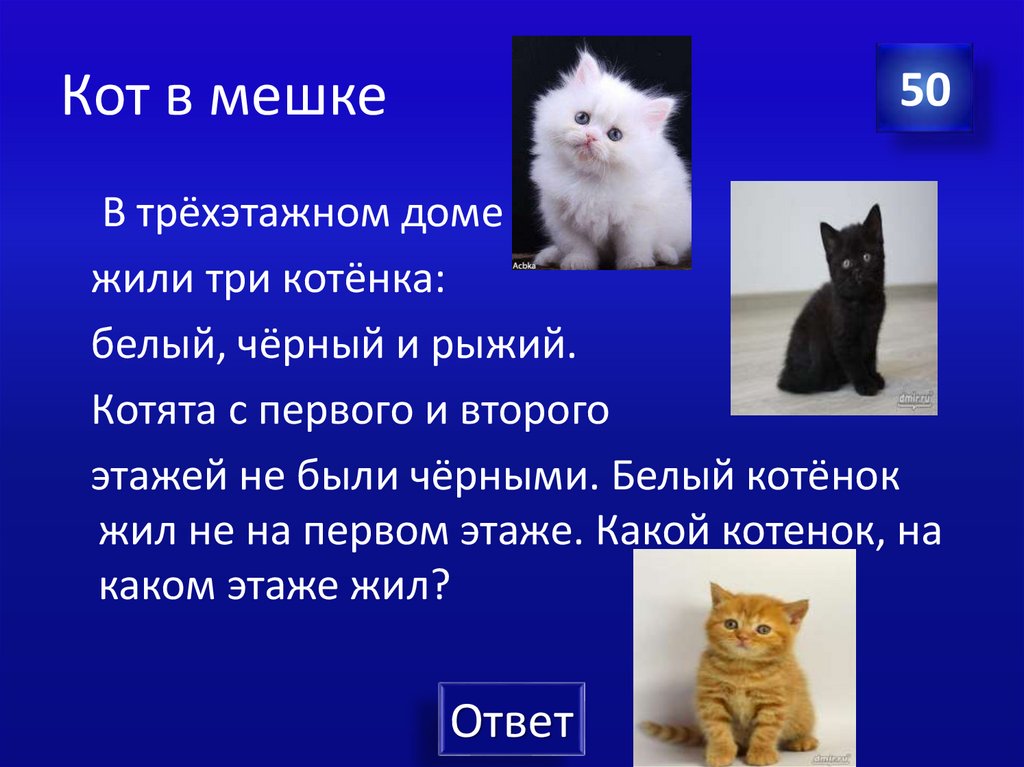 Какого кота взять