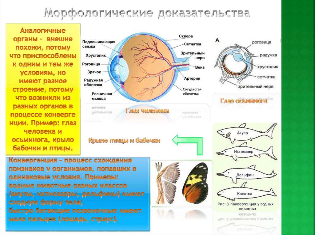 Какие доказательства эволюции