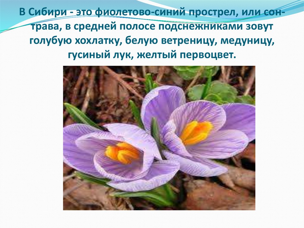 В Сибири - это фиолетово-синий прострел, или сон-трава, в средней полосе подснежниками зовут голубую хохлатку, белую ветреницу,