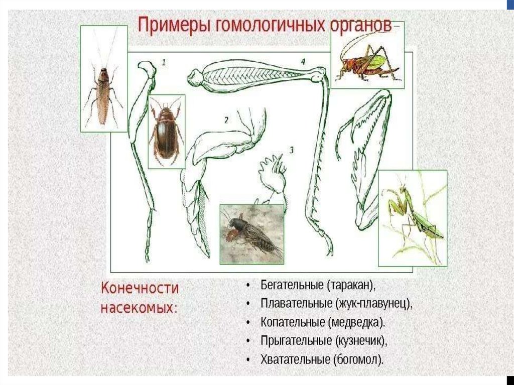 На рисунке изображен способ образования разных групп медоносных пчел в улье какие