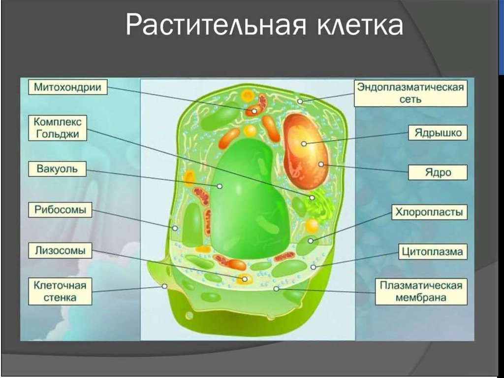 Рисунок части клетки