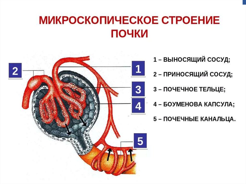 Пыльник где находится биология