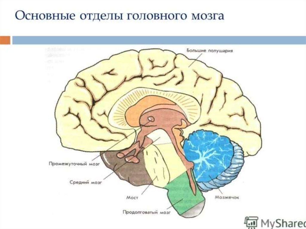Какие отделы выделяют в головном мозге. Головной мозг отделы головного мозга. Отделы мозга схема. Схема основных отделов головного мозга. Отделы головного мозга и их важные структуры.
