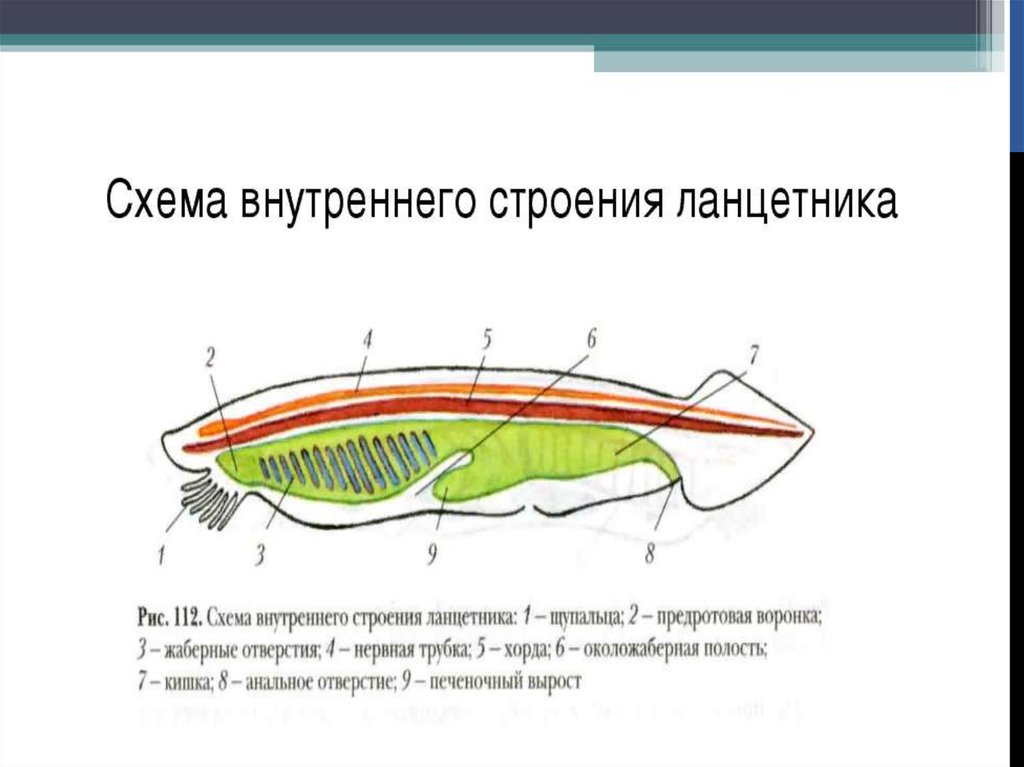 На рисунке внутренний скелет ланцетника обозначен цифрой