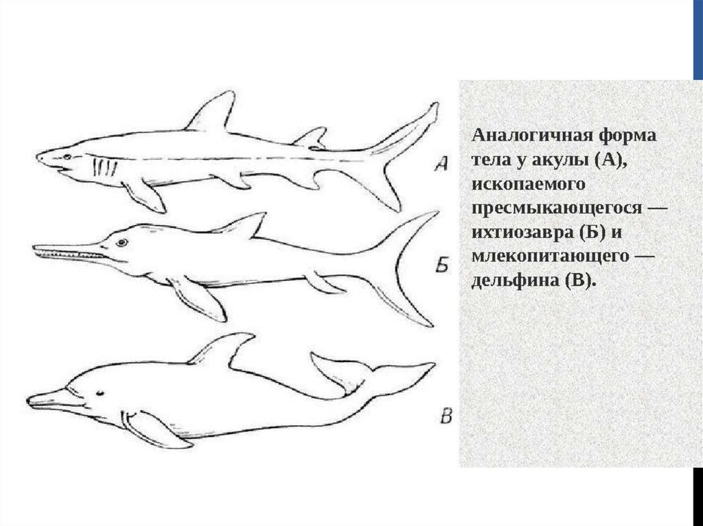 Объясните руководствуясь этой схемой образование обтекаемой формы тела у предков современного тюленя