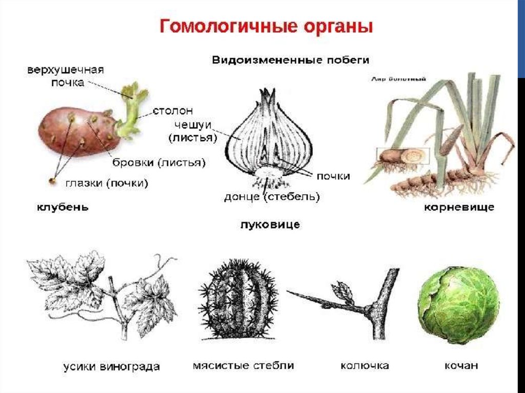 Какие видоизменения изображены на рисунке. Аналогичные и гомологичные органы растений. Аналогичные органы и гомологичные органы таблица. Гомологичные и аналогичные органы растений и животных. Гомологичные луковице метаморфозы.