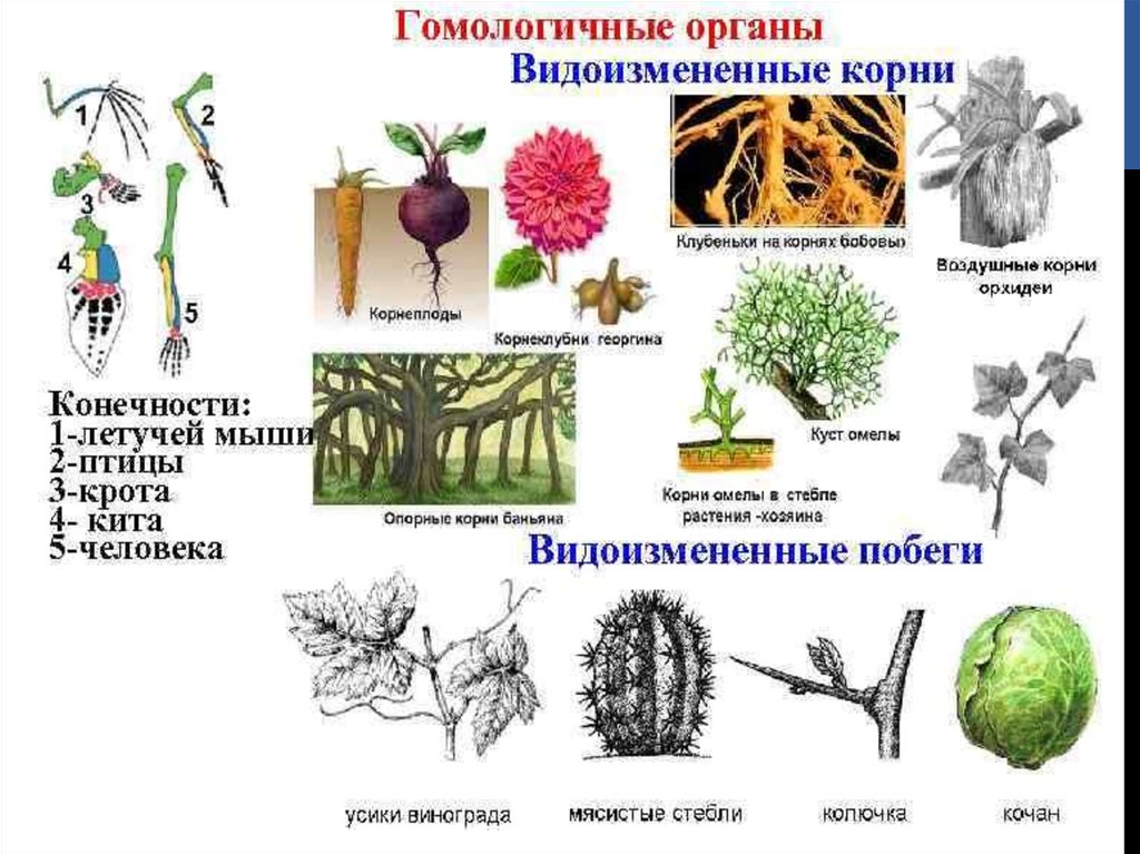 Аналогичные и гомологичные органы растений. Гомологичные органы растений примеры. Гомологичные и аналогичные органы примеры. Гомологические органы у растений.