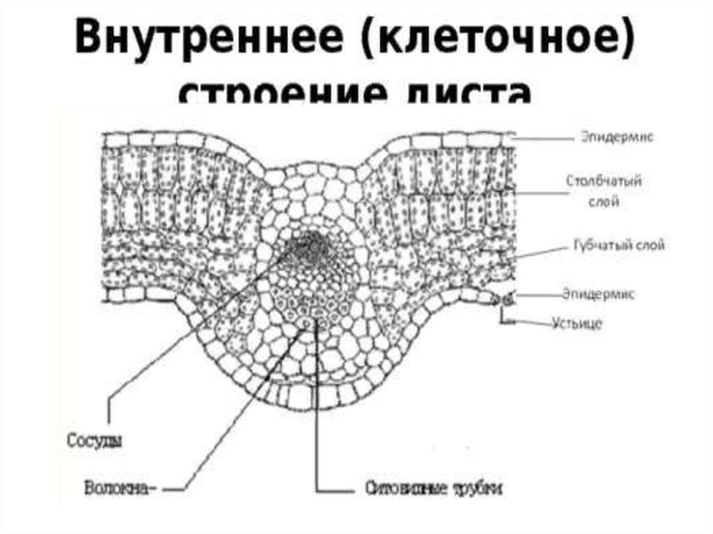 Изображенный на рисунке органоид имеет продолговатую форму