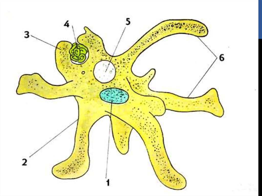 Рисунок строение 7. Строение амебы Протей. Строение амебы протея схема. Amoeba Proteus строение. Строение амебы Протей 7 класс.