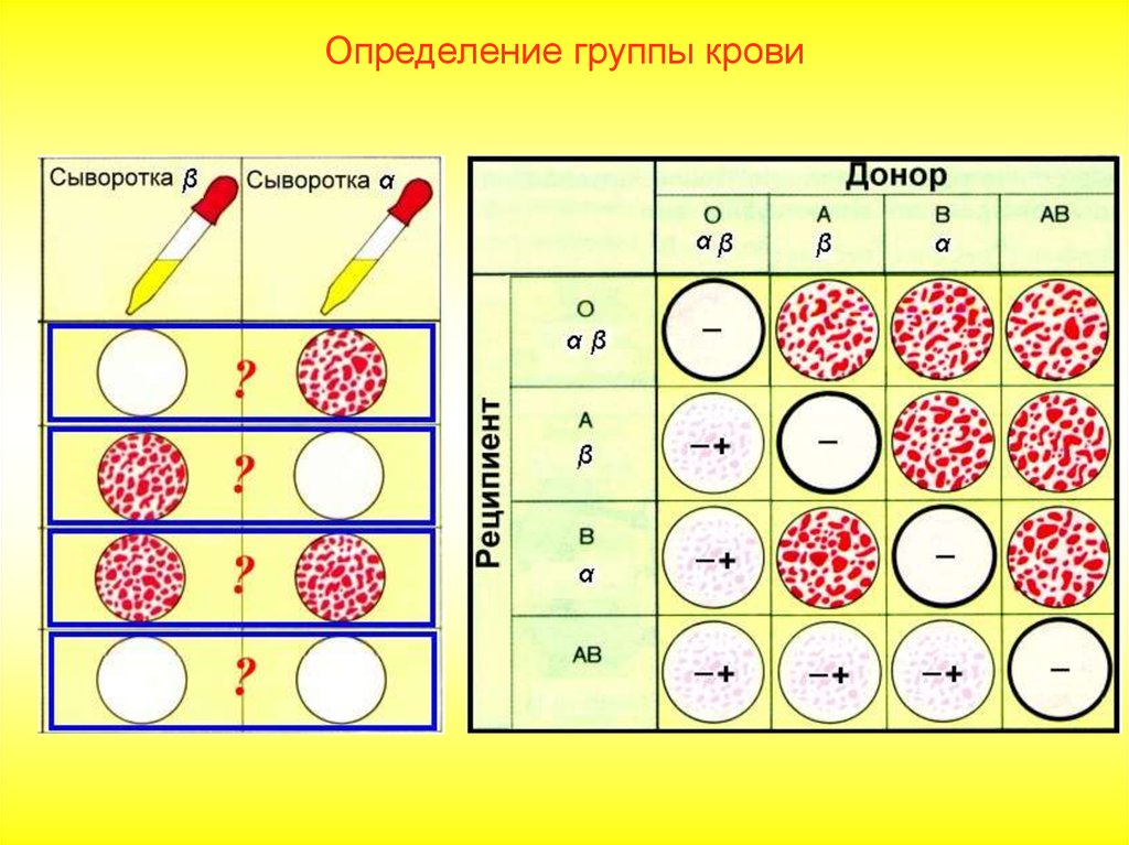 Задачи на группу крови егэ биология. Группа крови. Определение группы крови. Схема определения группы крови. Задачи на выявление группы крови.
