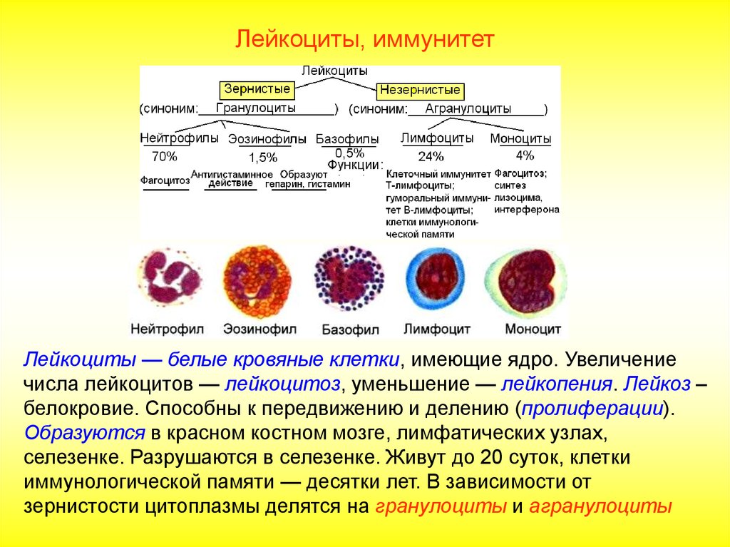 Количество т клеток. Базофилы эозинофилы моноциты функции. Нейтрофилы,базофилы, эозинофилы строение и функция. Строение лейкоцитов схема. Клеточный иммунитет осуществляют форменные элементы крови.
