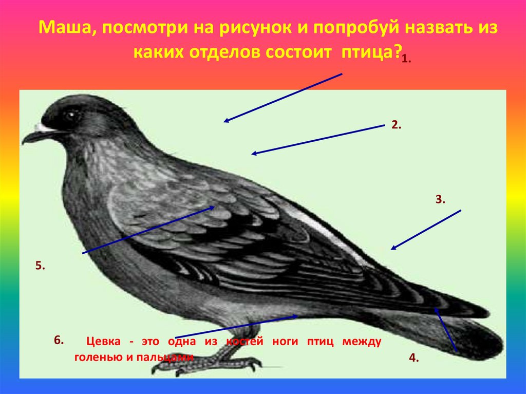 Птицы без цевки. Отделы тела птиц. Тело птицы состоит из отделов. Строение птицы 7 класс биология. Цевка у птиц.