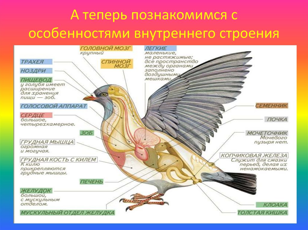 Хорошо развитые органы у птиц