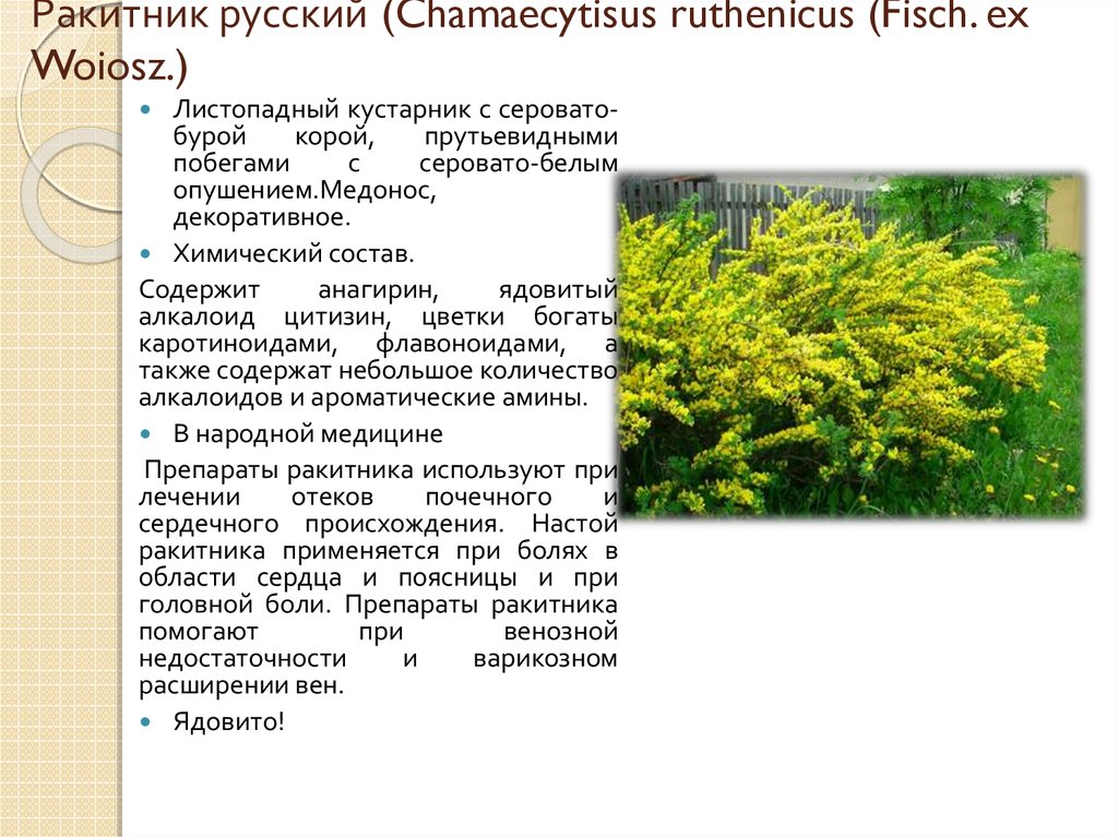 Какими эпитетами описывает автор ракитник. Ракитник кустарник описание. Ракитник русский описание. Ракитник Вульфа. Ракитник Степной.