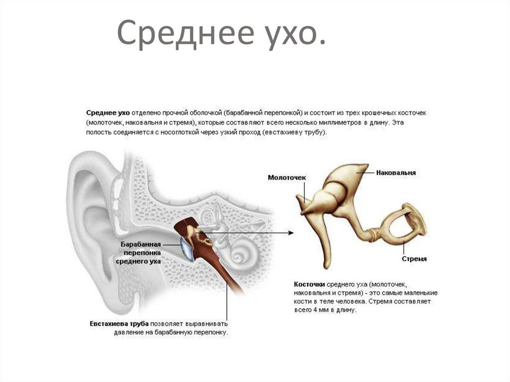 В среднем ухе расположены органы