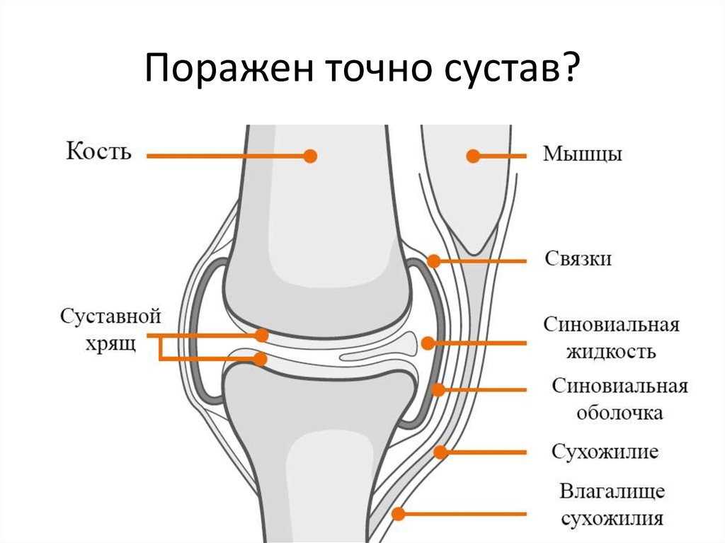 Строение колена у человека