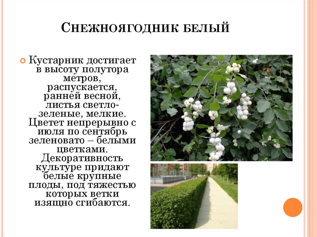 Снежноягодник фото и описание кустарника