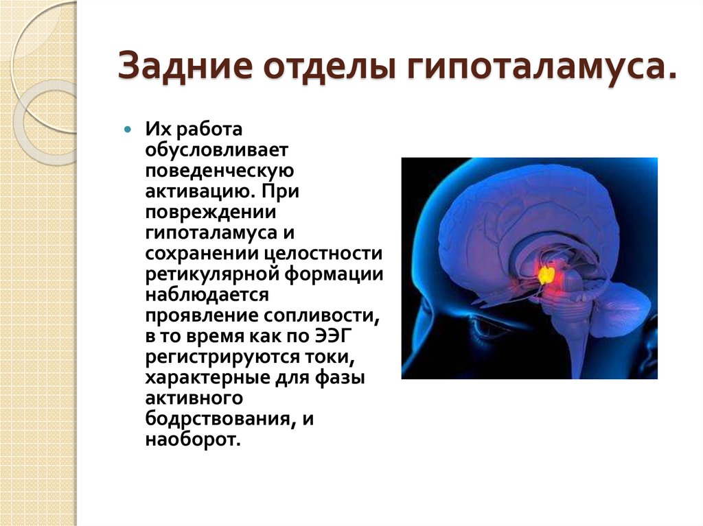 Стимуляция переднего и латерального гипоталамуса формирует