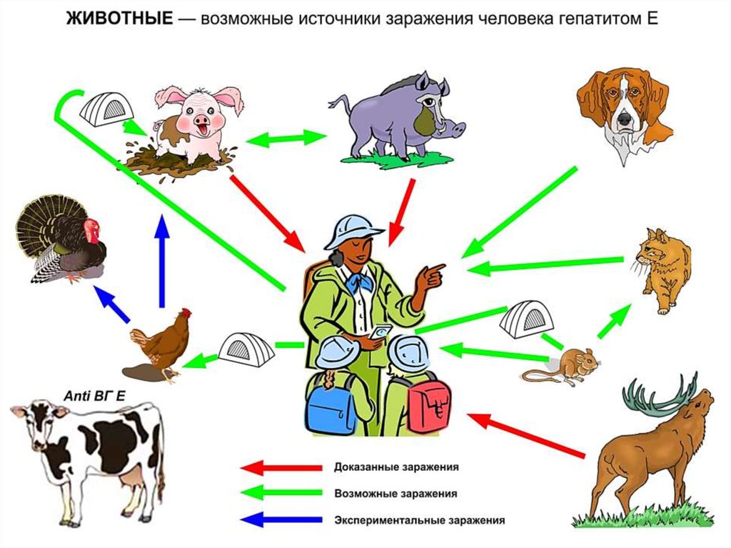 Выберите рисунки на которых изображены вероятные источники инфекции