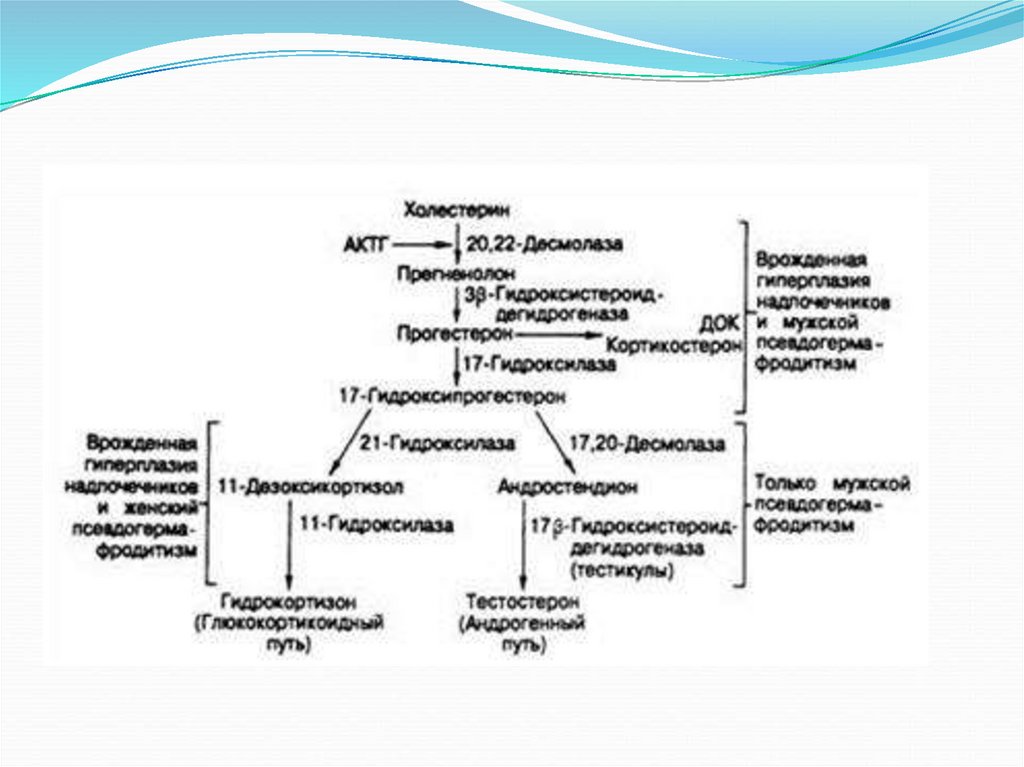 Дисфункция надпочечников у ребенка врожденная. Патогенез адреногенитального синдрома схема. Патогенез врожденного адреногенитального синдрома. Адреногенитальный синдром патогенез. Врожденная гиперплазия надпочечников патогенез.