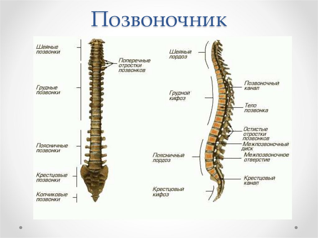 Формирование поясничного отдела. Скелет туловища Позвоночный столб отделы. Позвоночный столб отделы изгибы. Скелет человека Позвоночный столб. Изгибы позвоночного столба анатомия.