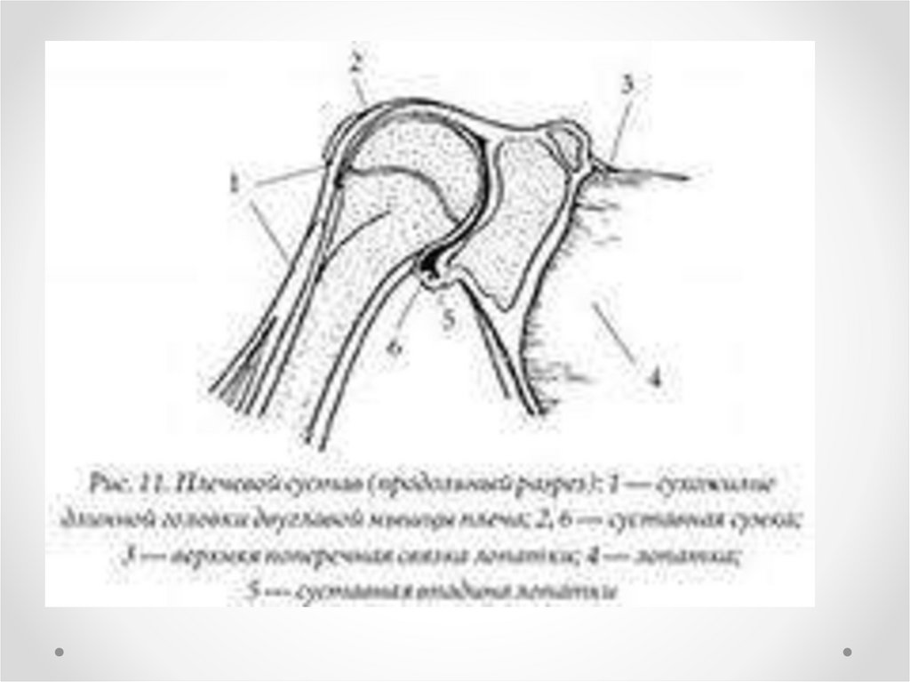 Рисунок сустава. Строение плечевого сустава схема. Плечевой сустав схема строения сустава. Строение плечевого сустава рисунок. Плечевой сустав анатомия человека схема.