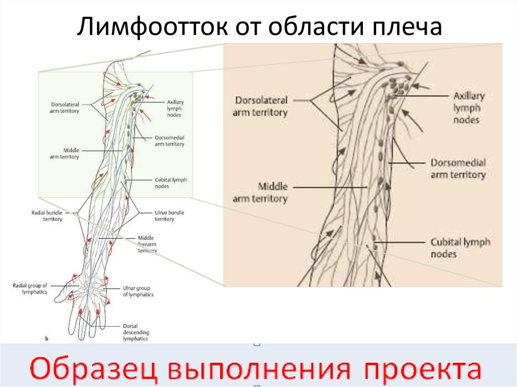 Лимфоотток ног