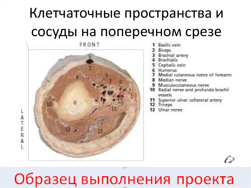 Клетчаточные пространства. Поперечный срез артерии. Попересные Серз сосуда. Клетчаточные пространства бедра.