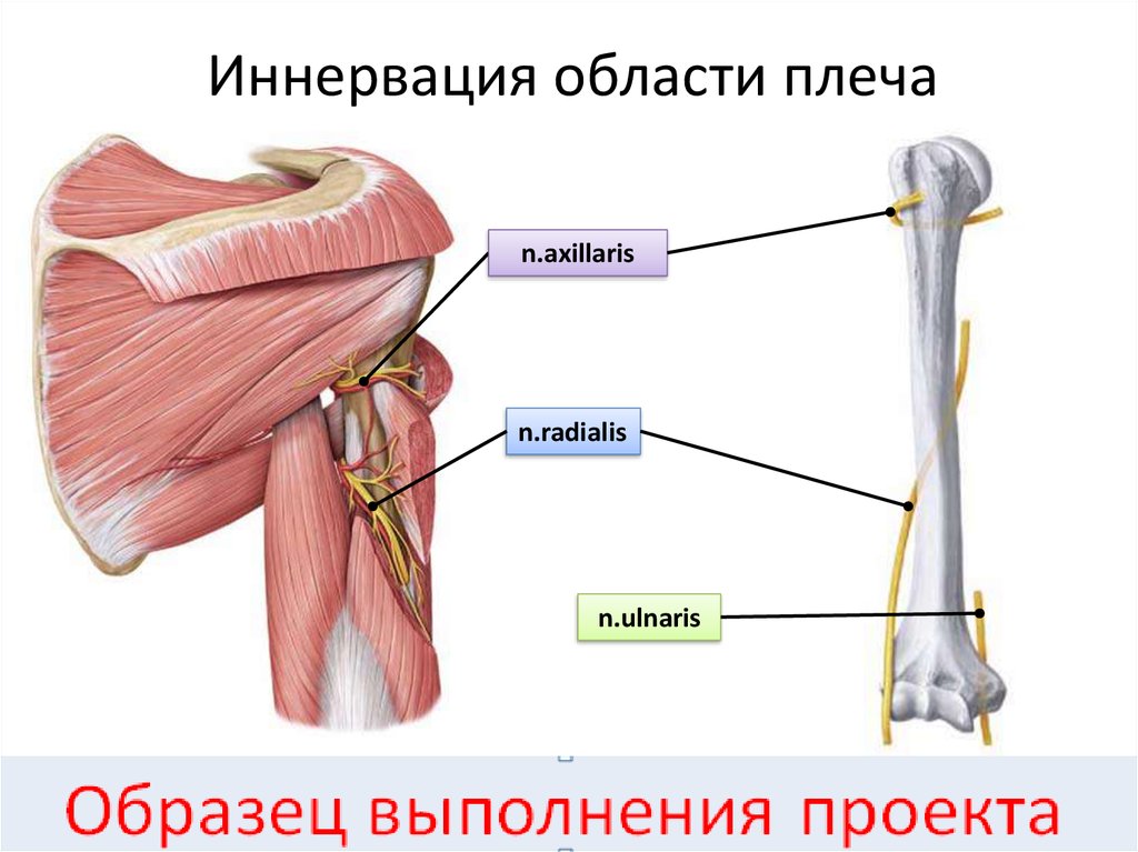 Нервы в мышцах