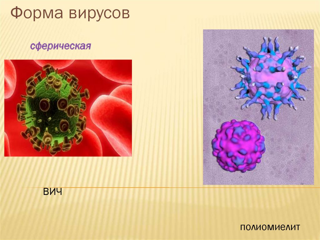 Вирусы форма строение. Формы вирусов. Сферическая форма вируса. Вирусы шаровидной формы. Палочковидная форма вируса.