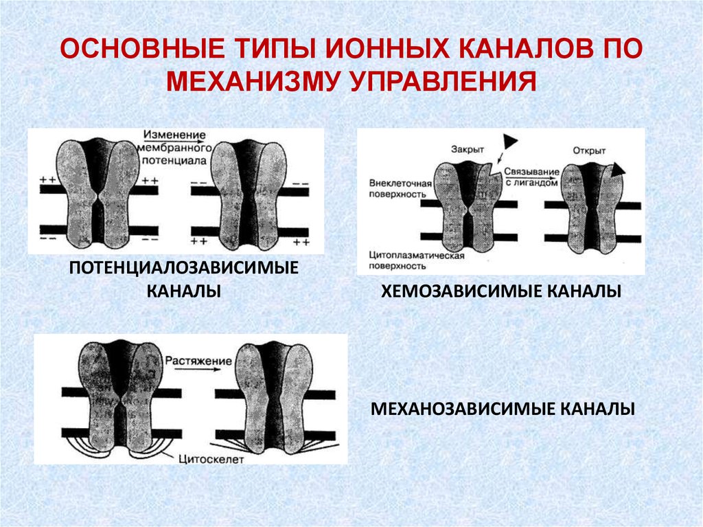 Виды ионного транспорта. Ионные каналы типы ионных каналов. Типы ионных каналов мембраны. Типы ионных каналов мембраны физиология. Механизмы активации ионных каналов.