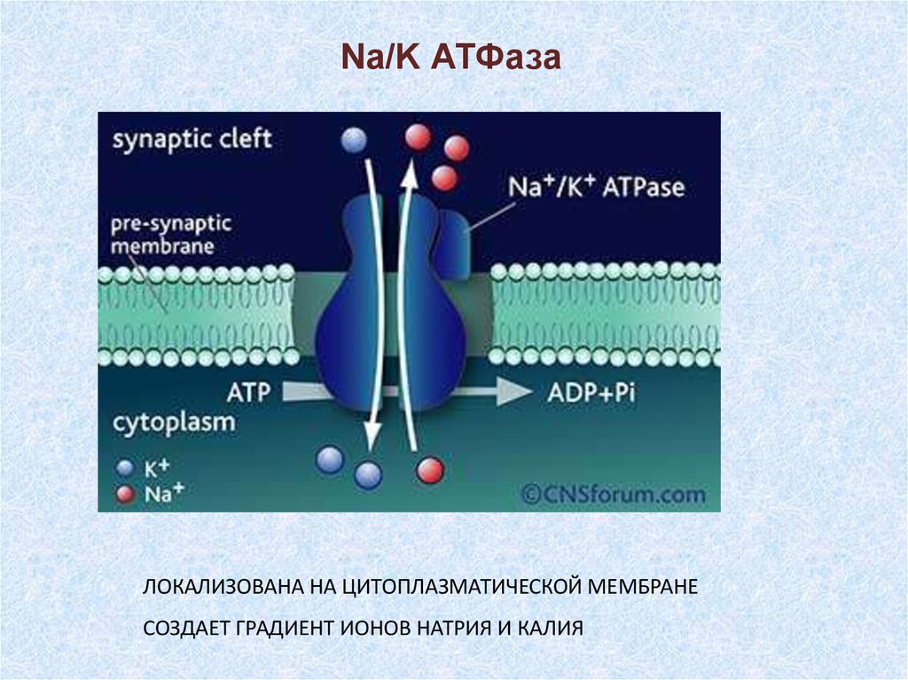 Натрий атф