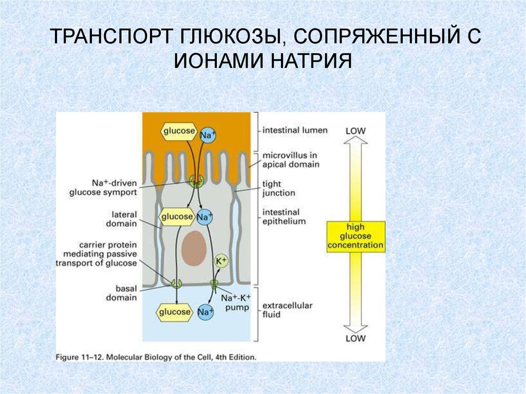 Схема строения ионов натрия