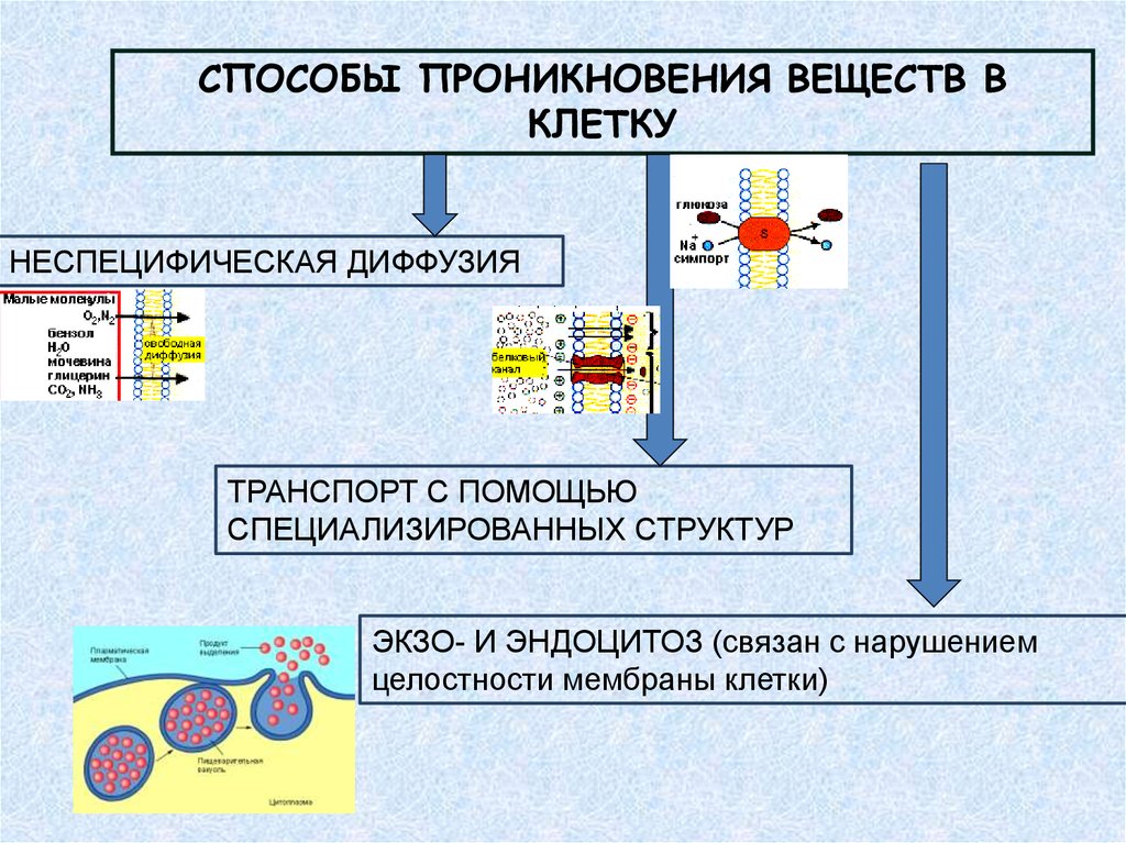 Синтез веществ клетками. Пути проникновения веществ в клетку. Способы проникновения в клетку. Поступление веществ в клетку. Механизмы поступления веществ в клетку.