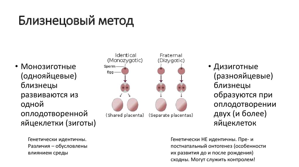 Близнецовый метод генетики картинки