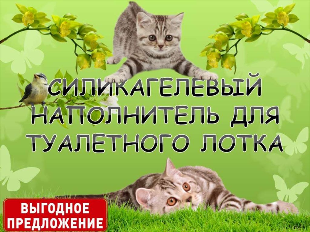 Силикагелевый наполнитель для туалетного лотка - презентация онлайн