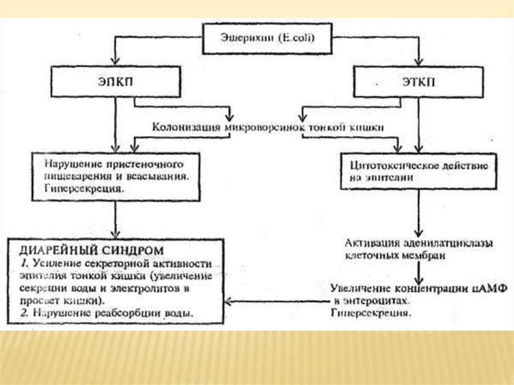 Клиническая картина энтероинвазивного эшерихиоза напоминает