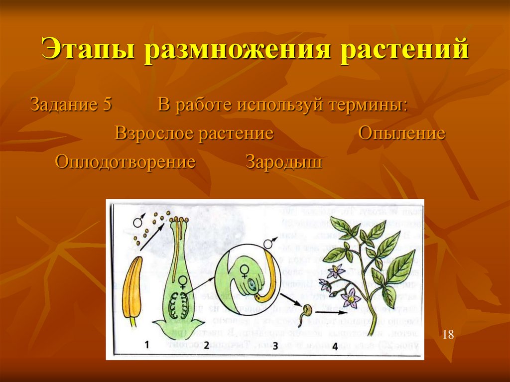 Пример размножения у цветковых растений