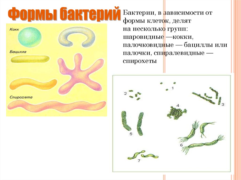 Бактерии презентация. Форма бактерий зависит от. Бактерии 3 класс окружающий мир. Цепочка шаровидных бактерий. Шаровидная форма клетки.