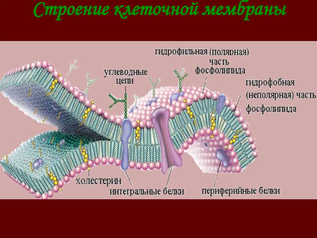 Интегральные белки это