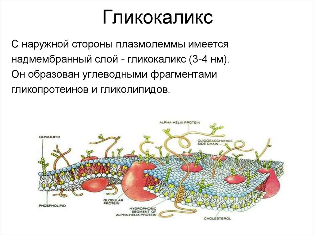 Гликокаликс функции. Гликокаликс плазмалемма. Биологической мембраны гликокаликс. Клеточная стенка и гликокаликс. Надмембранный комплекс гликокаликс.