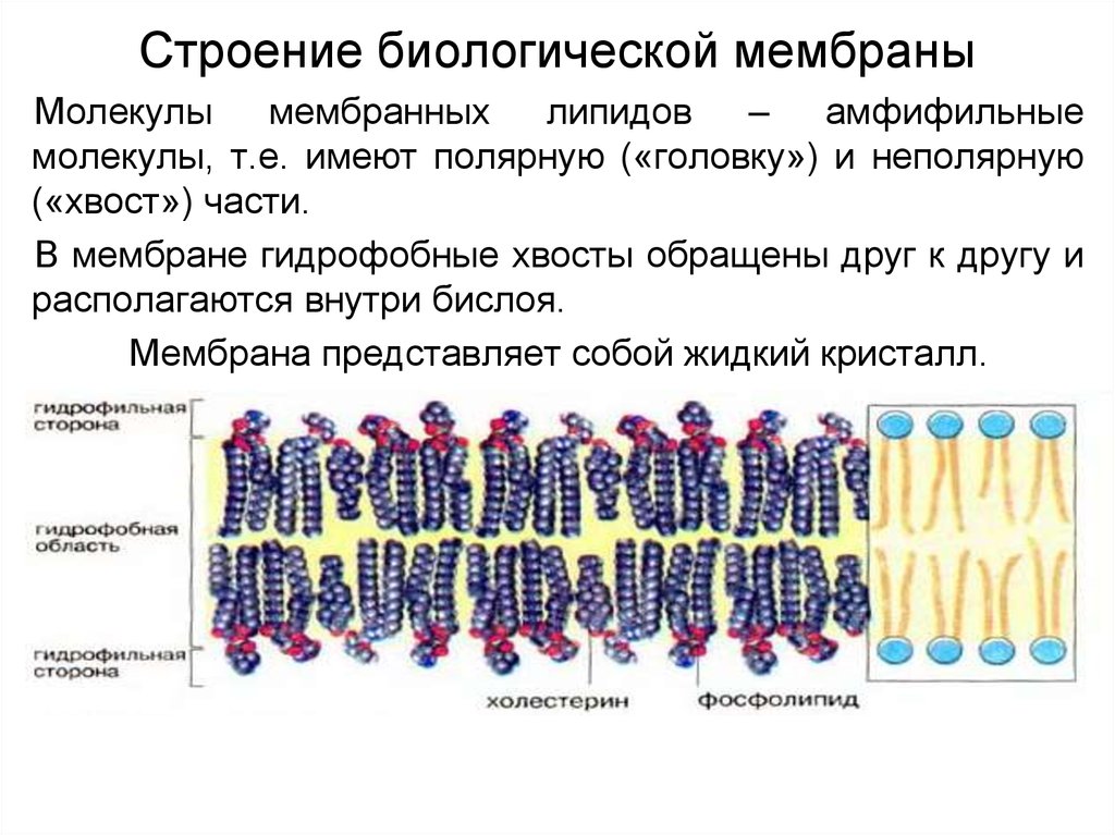 Вода в составе мембран. Схема строения мембраны биохимия. Структура и функции биологических мембран биохимия. Строение клеточных мембран биохимия. Строение биомембраны биохимия.