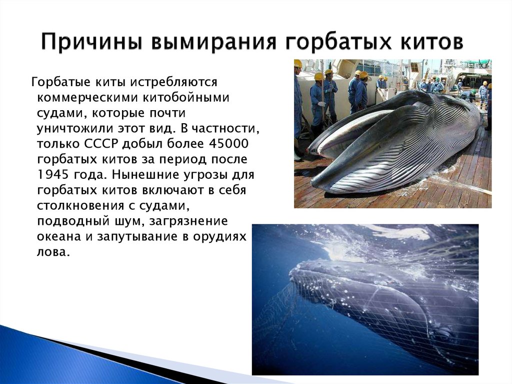 Причины вымирания горбатых китов