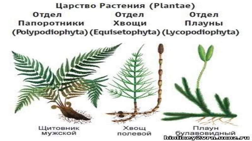Плаун хвощи папоротник относятся к растениям. Плауны хвощи папоротники. Папоротниковидные классификация. Отдел Папоротниковидные представители. Классы папоротниковидных растений.