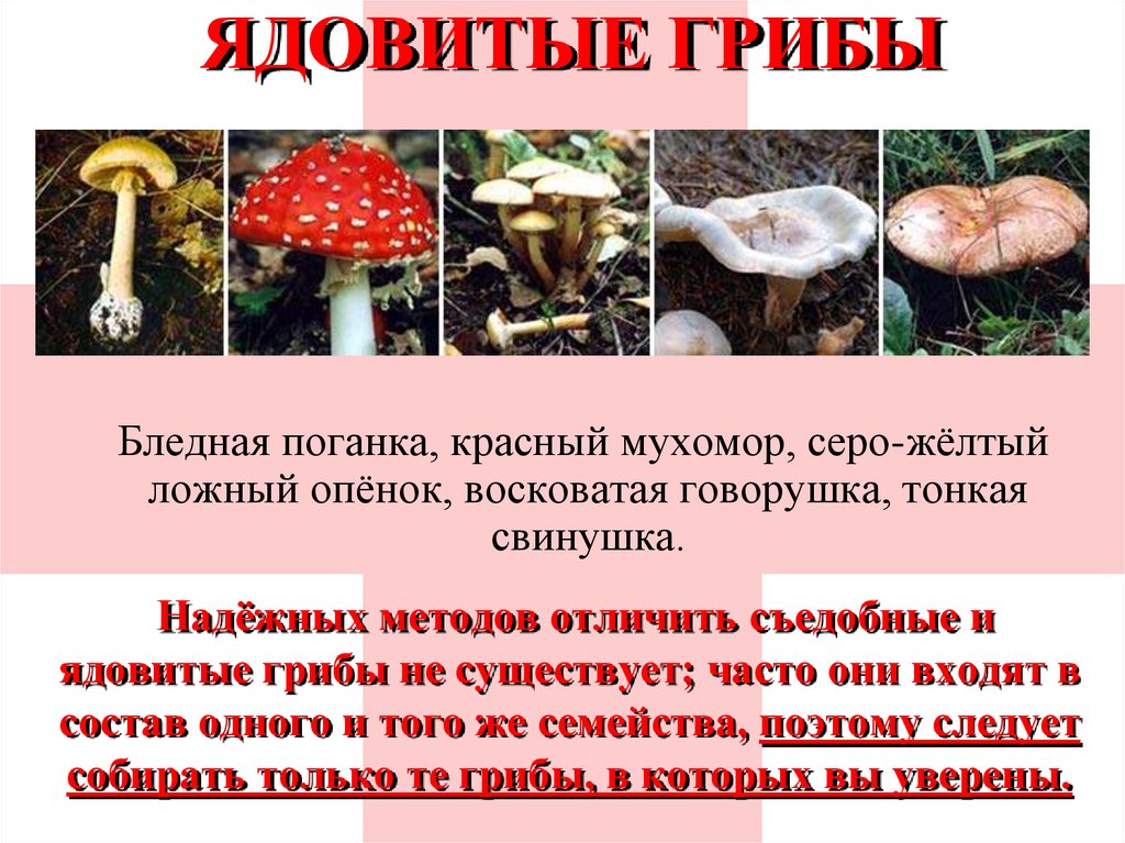 Перечне признаки отличающие растения от грибов