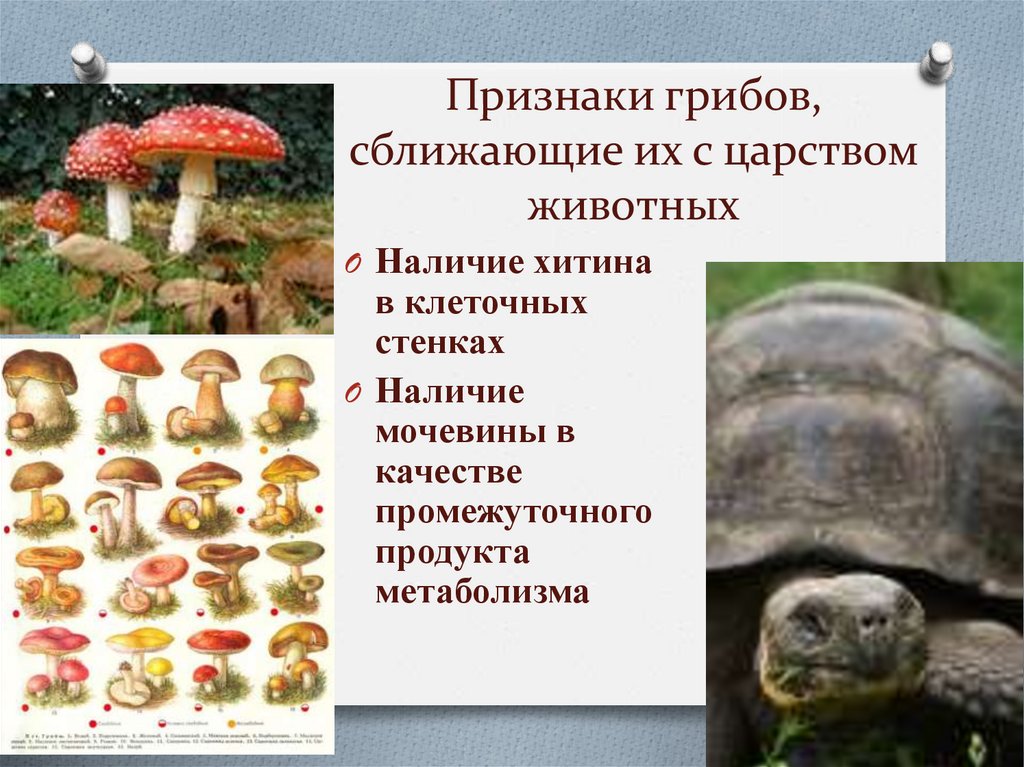 Признаки грибов, сближающие их с царством животных